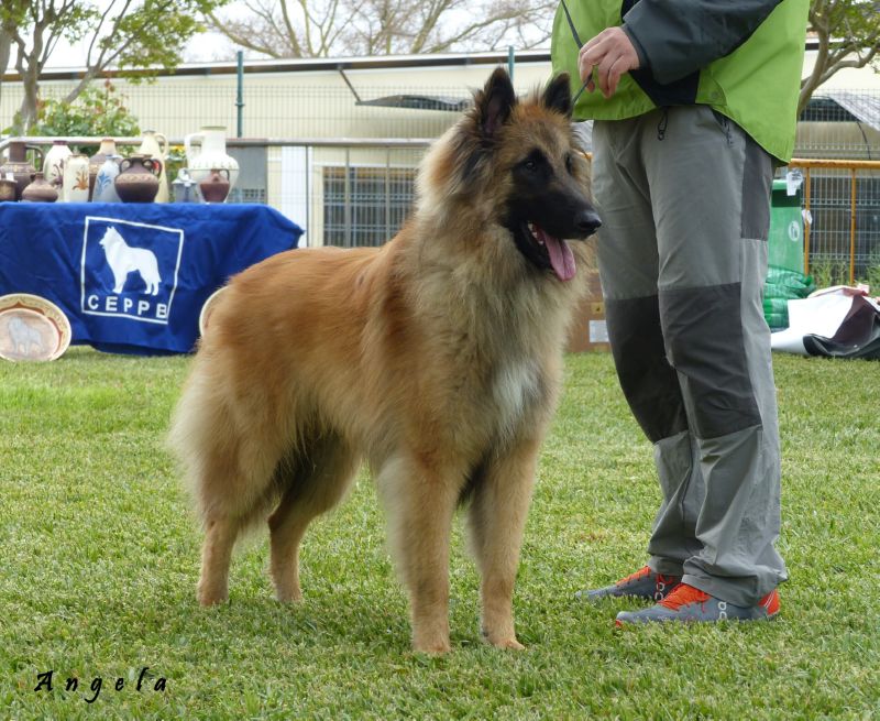 Romeo del Clamiu MB jovenes machos